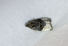 Apotomis betuletana