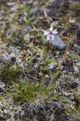 Silene stenophylla