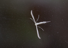 Hellinsia osteodactylus
