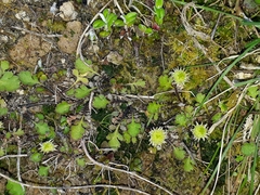 Leptinella squalida squalida