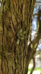 Tillandsia tricholepis