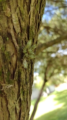 Tillandsia tricholepis