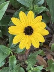 Helianthus debilis image
