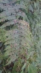 Pteris setulosocostulata