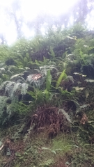 Polystichum hancockii