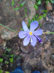 Tigridia longispatha