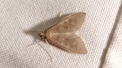 Mecyna asinalis