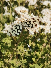Nemoptera sinuata
