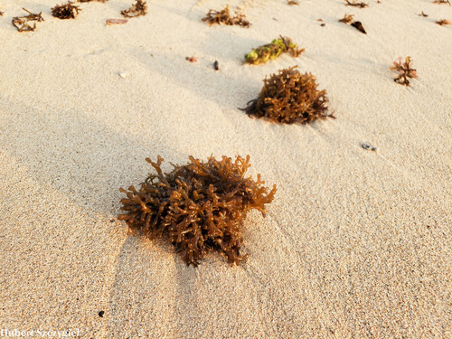 Gracilaria salicornia