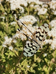 Nemoptera sinuata