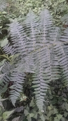 Diplazium viridissimum