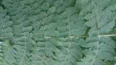 Acystopteris tenuisecta