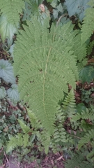 Acystopteris tenuisecta