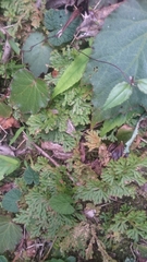 Selaginella involvens