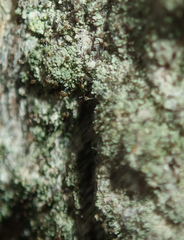 Chaenotheca trichialis