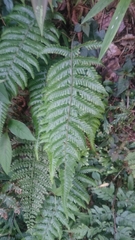 Metathelypteris gracilescens