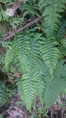 Metathelypteris gracilescens