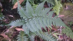 Athyrium arisanense