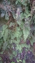 Hymenophyllum polyanthon