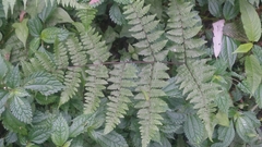 Cornopteris banahaoensis