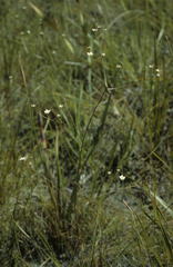 Alepidea capensis
