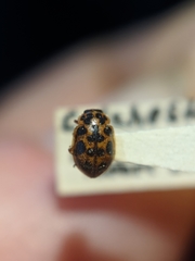 Anisosticta bitriangularis