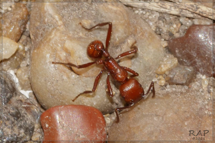 Pogonomyrmex cunicularius