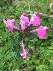 Pedicularis