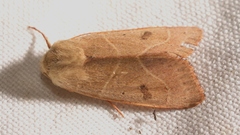 Pseudenargia ulicis