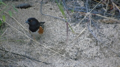Pipilo maculatus magnirostris