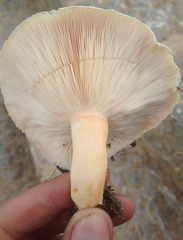 Lactarius