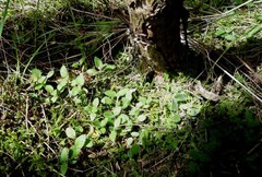 Leptostigma setulosum