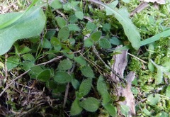 Leptostigma setulosum