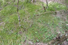 Leptostigma setulosum