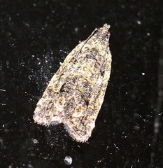 Thrincophora