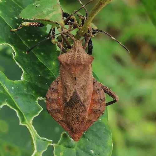 Piezogaster acuminatus