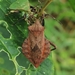 Piezogaster acuminatus - Photo (c) Kozue Kawakami, algunos derechos reservados (CC BY-SA), subido por Kozue Kawakami