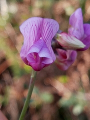 Lathyrus linifolius