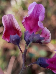Lathyrus linifolius