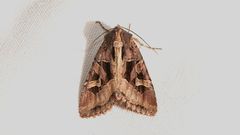 Trigonophora jodea