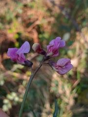 Lathyrus linifolius