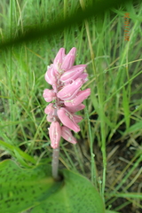 Resnova lachenalioides