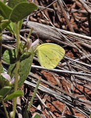 Pyrisitia nise floscula