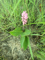 Resnova lachenalioides