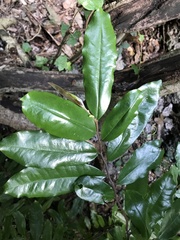 Polyalthia suberosa