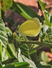 Pyrisitia nise floscula