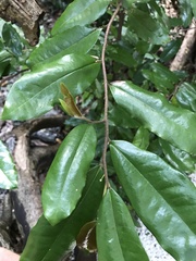 Polyalthia suberosa