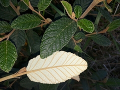 Pomaderris apetala