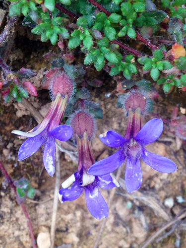 Cyananthus delavayi