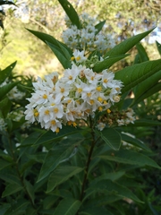 Solanum argentinum